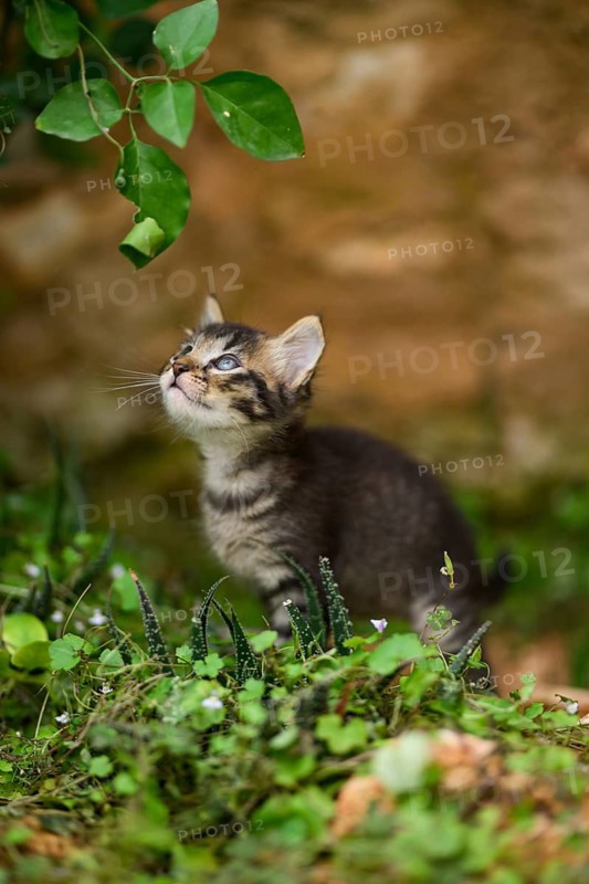 A curious tabby kitten wanders in a garden, gazing upward at the dangling leaves, with vibrant green foliage and soft-focus background