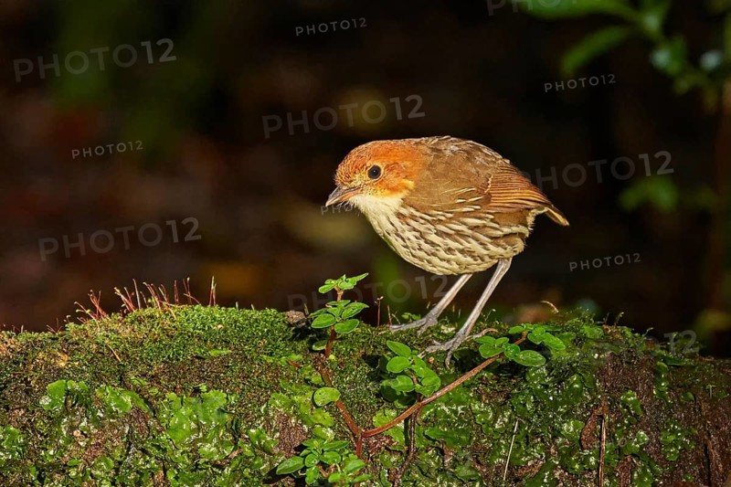 Chestnut-crowned Antpitta (Grallaria ruficapilla) perched on a mossy branch, Ecuador