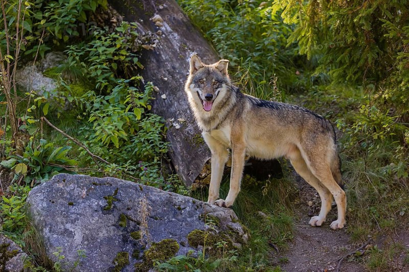 One eurasian gray wolf (Canis lupus lupus) stands on a gray rock with green vegetation and a log in the background