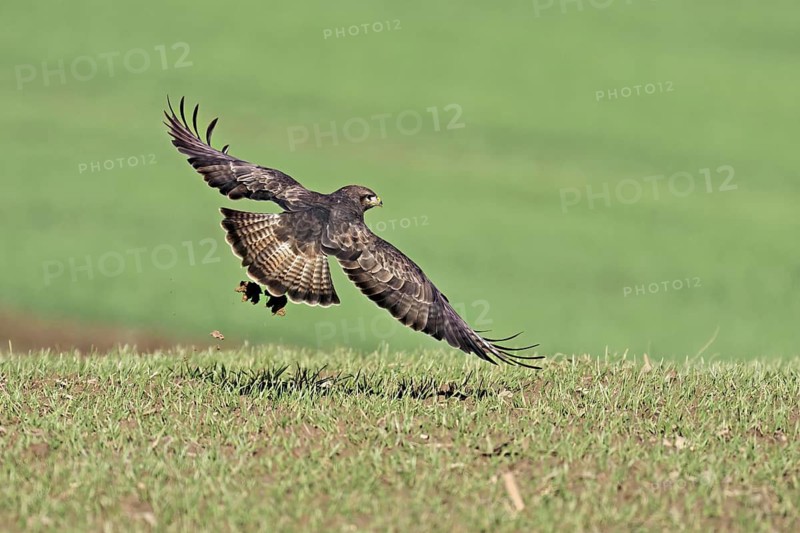 Common buzzard (Buteo buteo), flying over a meadow, Canton Aargau, Switzerland