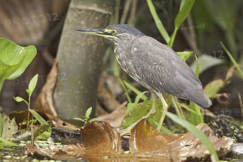 Striated Heron (Butorides striata), Ecuador