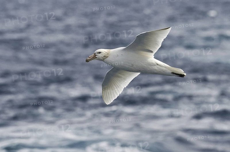 Southern Giant Petrel (Macronectes giganteus), Antarctica