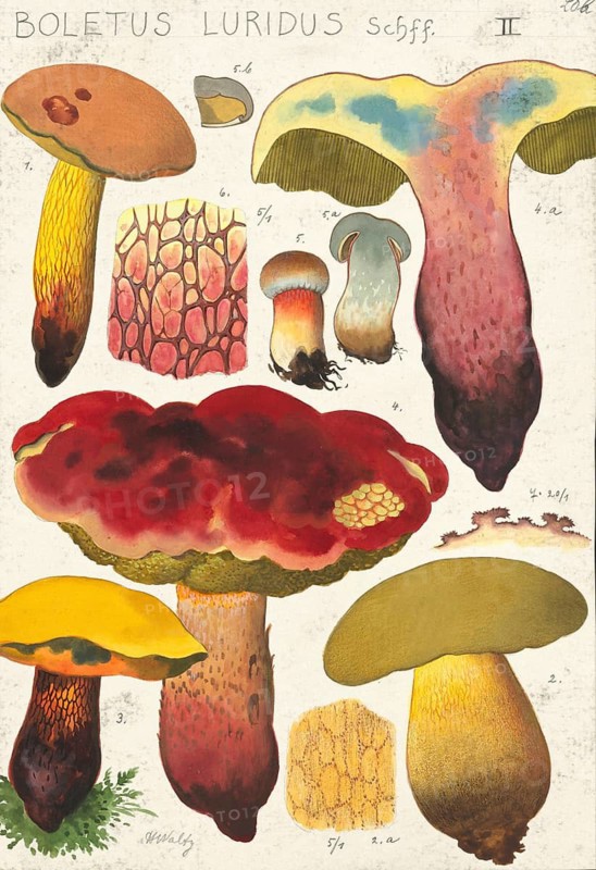Mushroom, fungi, Lurid bolete, Suillellus luridus, syn. Boletus luridus, authentic reproduction of an illustration by Hans Walty (1868-1948) from about 1915, historical