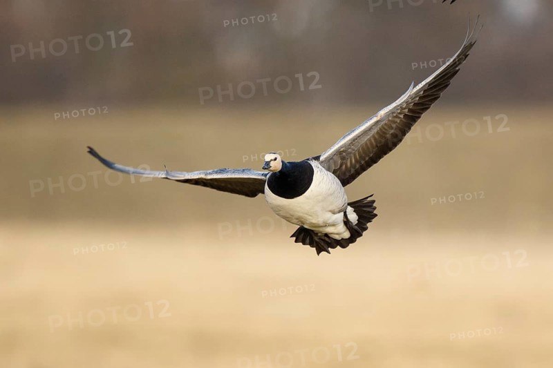 Barnacle Goose (Branta leucopsis) flying, North Rhine-Westphalia, Germany
