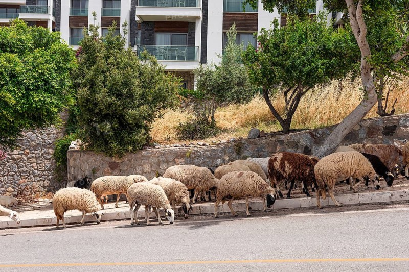A flock of sheep grazes along a street in Bodrum, Turkiye. The scene includes various sheep with white and brown wool, surrounded by greenery and modern buildings