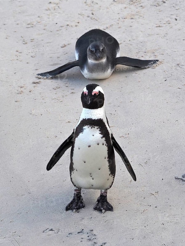 Spectacled penguin (Spheniscus demersus)