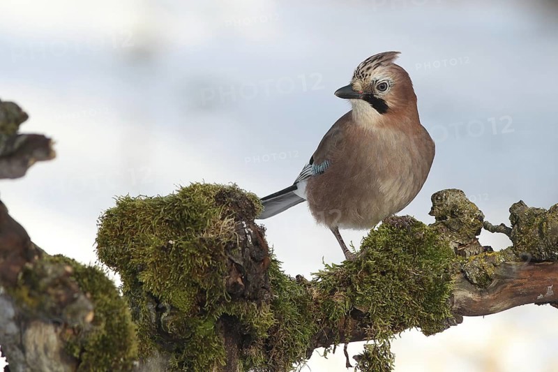 Eurasian Jay (Garrulus glandarius), Baden-Wuerttemberg, Germany