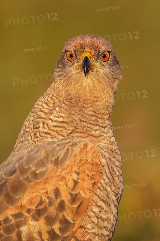 Savanna Hawk (Buteogallus meridionalis) perched on the ground in the Pantanal region of Brazil