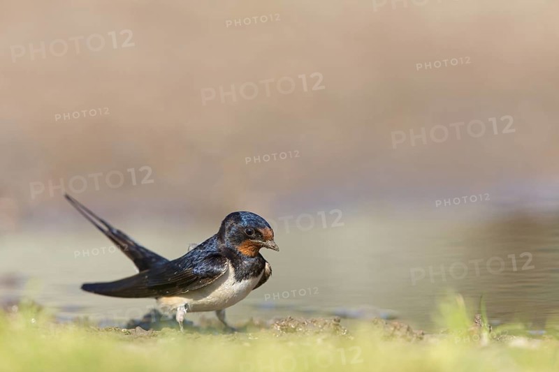 Barn Swallow, House Swallow, Fork-tailed Swallow, Swallow family, (Hirundo rustica), animals, birds, collects material for nest building, migratory bird, Muselievo, Muselievo, Pleven, Bulgaria