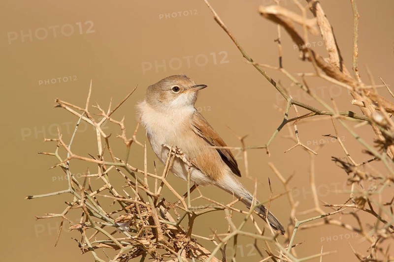 Spectacled Warbler (Sylvia conspicillata) female, Morocco