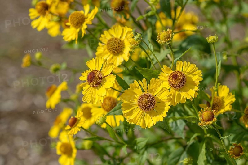 Sunflower (Helenium 'Gartensonne'),  Germany