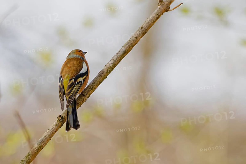 Common chaffinch (Fringilla coelebs) perched on bare tree branch with soft spring background in natural habitat, Germany