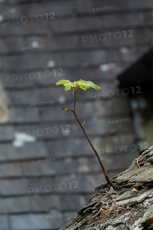 Sycamore tree (Acer pseudoplatanus) young sapling growing out of a church building roof, Wales, United Kingdom