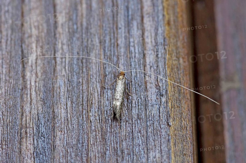 Blueberry longhorn moth (Nematopogon robertella), butterfly, antennae, close-up, The antennae of the small moth are remarkably long