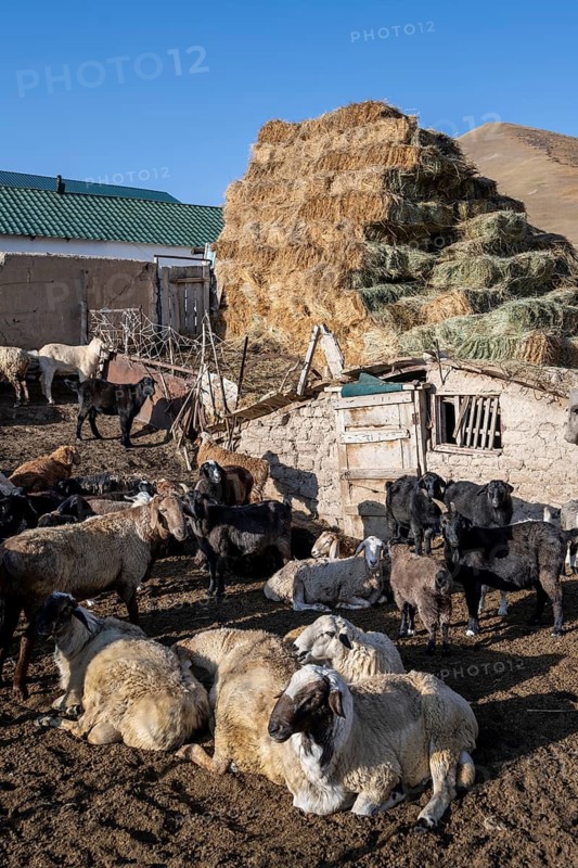 Traditional farm with sheep and haystacks, Kyrgyzstan