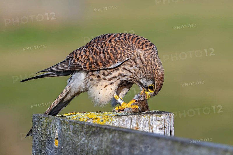 Common kestrel / European kestrel (Falco tinnunculus) female perched on wooden fence post eating caught vole prey