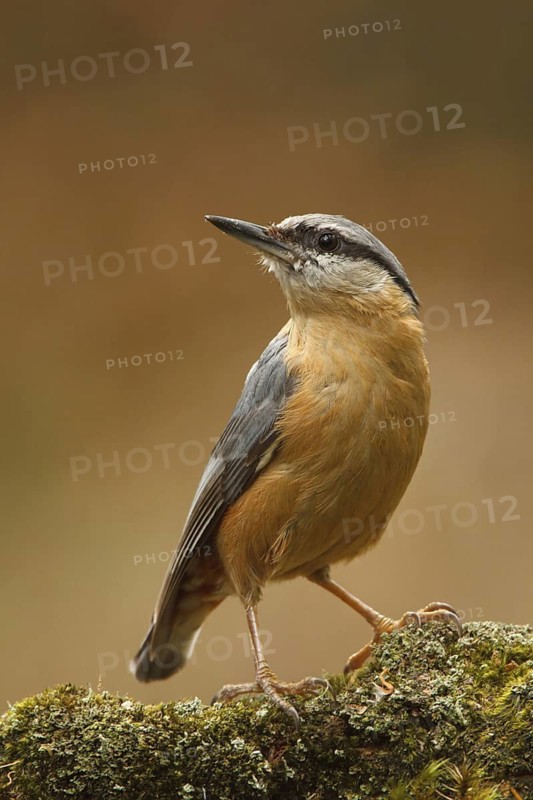 Eurasian Nuthatch (Sitta europaea), Utrecht, Netherlands