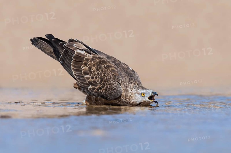 European Honey Buzzard (Pernis apivorus) drinking, Eilat, Israel