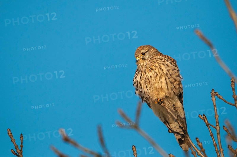 Falco tinnunculus, Common Kestrel, kestrel, birds, falcon, falconiformes, falcons, female, birds of prey, hawk, raptor, raptors, birds, female, winter