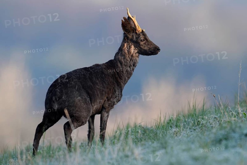 European roe deer (Capreolus capreolus), black roe deer, roebuck, Lower Saxony, Germany