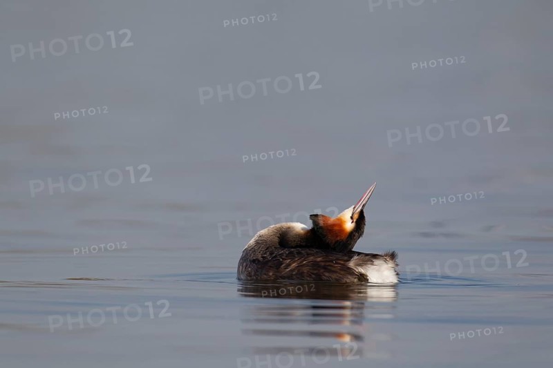 Great crested grebe (Podiceps cristatus) adult bird stretching on a lake, England, United Kingdom