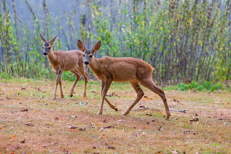 Two roe deer fawns (Capreolus capreolus) cross a meadow