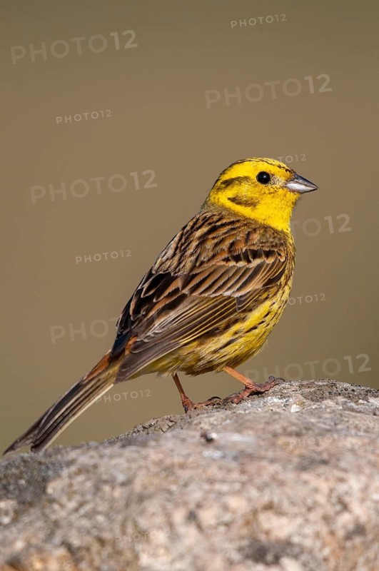 Brandenburg, Emberiza Citrinella, Germany, Yellowhammer, Nabu, national natural heritage, natural paradise Grünhaus, Yellowhammer, post-mining landscape, birds, green house, high size, portrait format, male, passeri, songbirds, birds