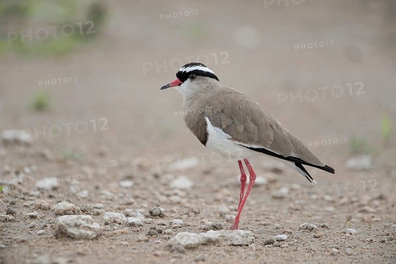Crowned Lapwing (Vanellus coronatus) perched on the ground, Namibia