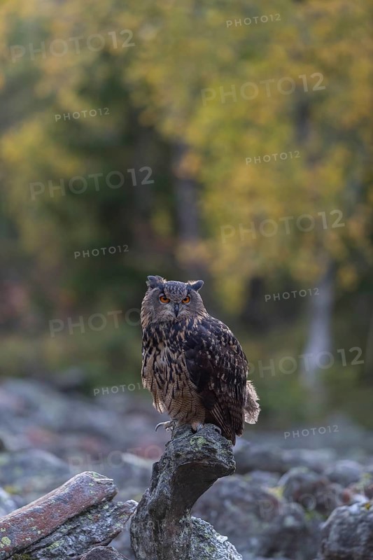One Eurasian Eagle Owl, Bubo bubo, sitting on grey rocks, a birch tree in autumnal colors in the background. Early morning light