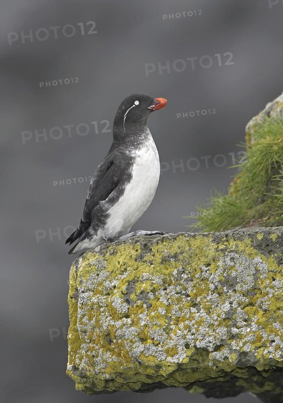 Parakeet Auklet (Aethia psittacula), Alaska, USA