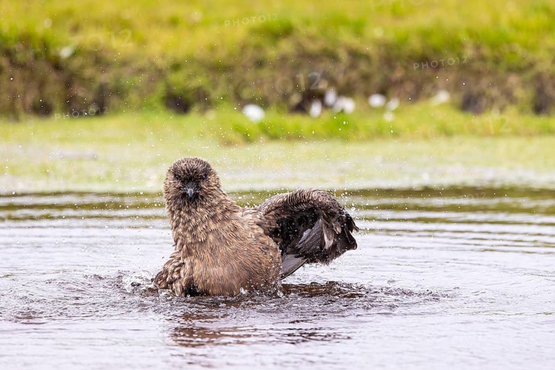 Great skua or skua (Stercorarius skua) bathing in a small pond, Shetland Islands, Great Britain