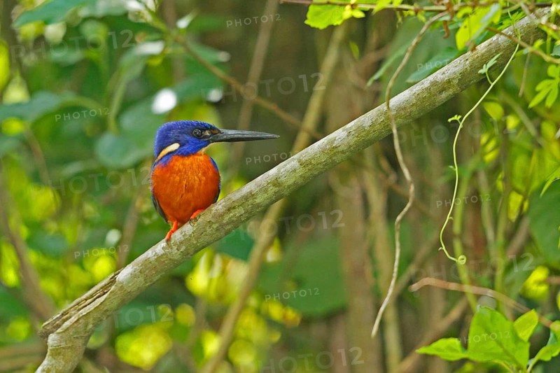 Shining Blue Kingfisher, Alcedo quadribrachys