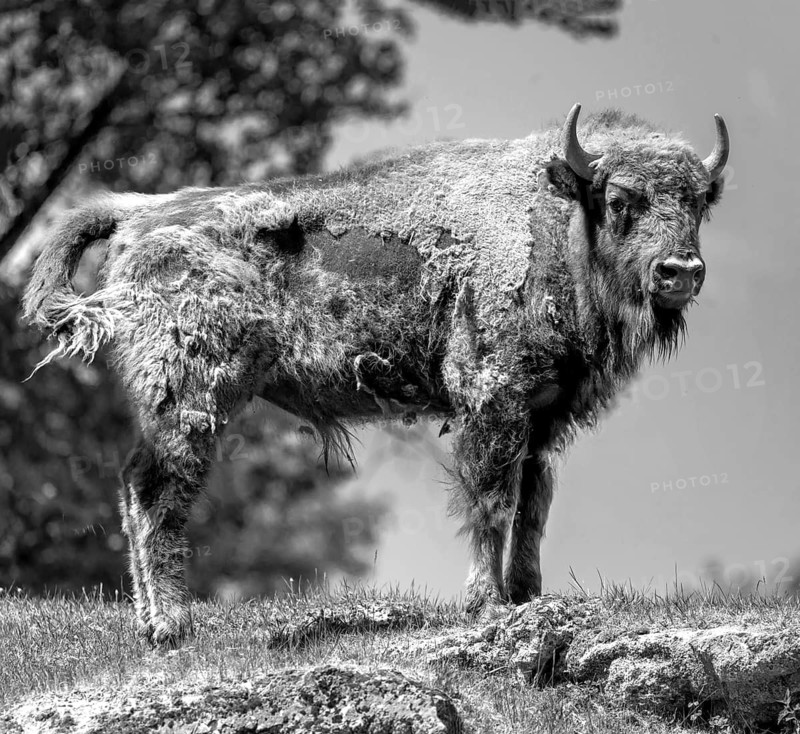 European bison (Bison bonasus) , game park, Bavaria, Germany