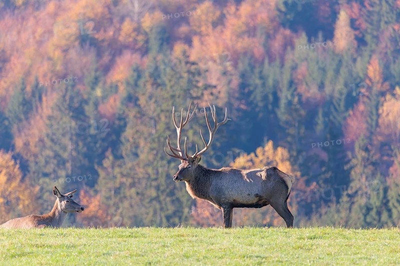 An Altai maral stag (Cervus canadensis sibiricus) stands in a meadow on a sunny day in hilly terrain. An autumn-colored forest can be seen in the background