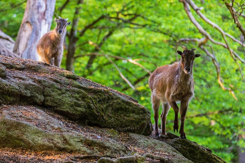 Two female Himalayan grays (Hemitragus jemlahicus) are standing on a rock in a green forest