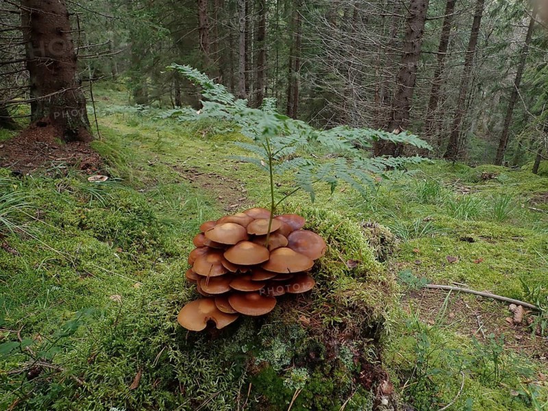 Stick fungus (Kuehneromyces mutabilis) on a tree stump with ferns in a damp forest, Tyresta National Park, Vendelsö, Stockholm, Sweden
