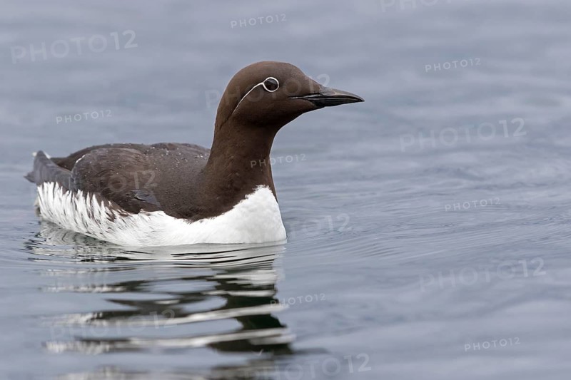 Trottellumme, Common Guillemot, Guillemot, Common Murre, Uria aalge, Guillemot de Troïl, Arao Común