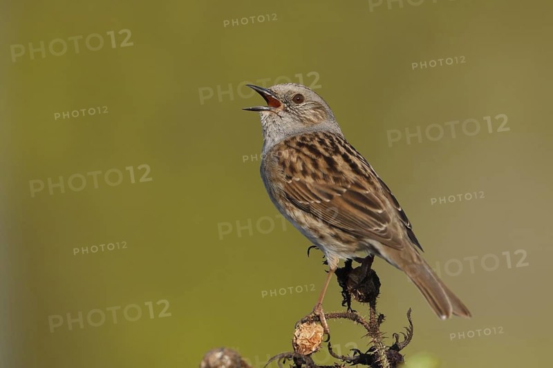 Dunnock (Prunella modularis) singing, Baden-Wuerttemberg, Germany