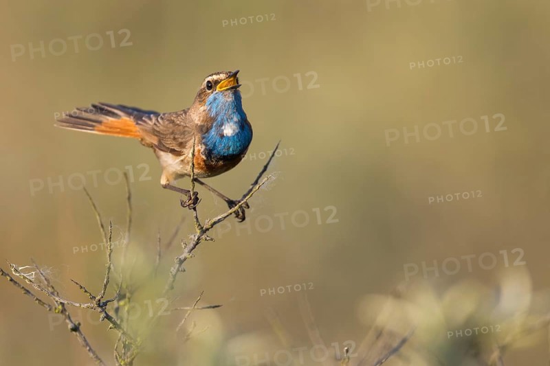 Bluethroat (Luscinia svecica cyanecula) male singing, Texel, Netherlands