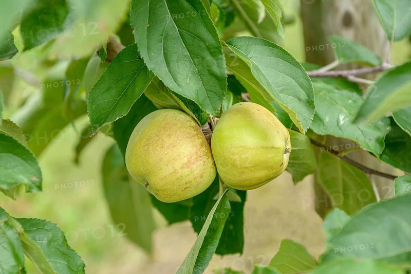 Apple (Malus domestica 'Horneburger Pfannkuchen'),  Germany