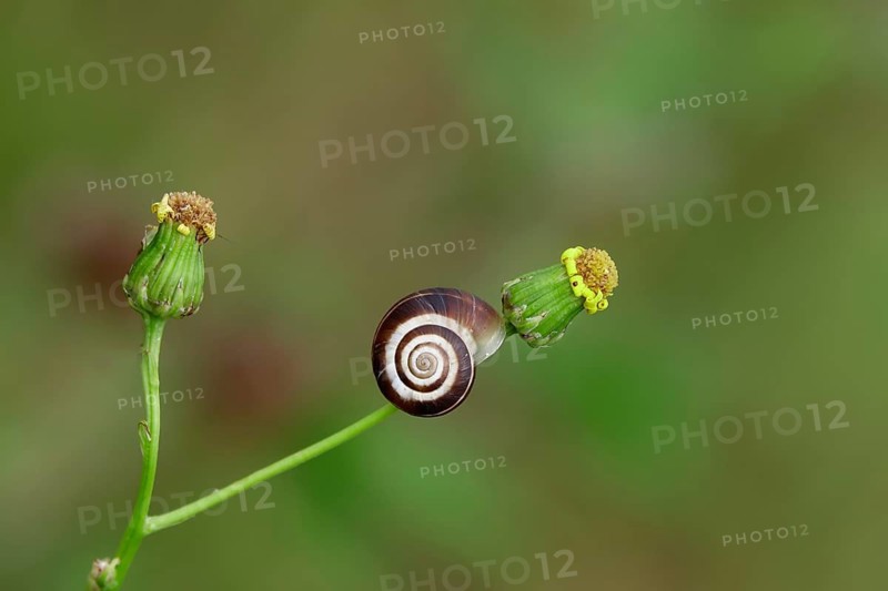 Small snail in the garden, July, Germany