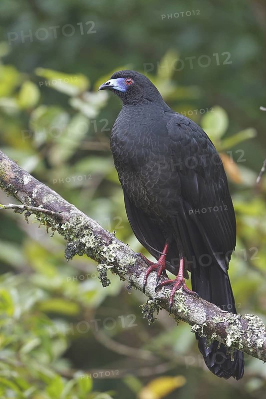 Black Guan (Chamaepetes unicolor) perched on a branch in Costa Rica, Central America