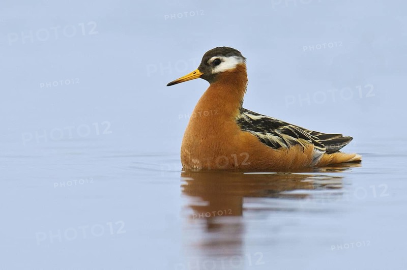 Red Phalarope (Phalaropus fulicarius), Alaska, USA