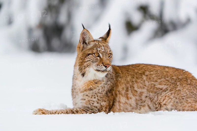 One young male Eurasian lynx, (Lynx lynx), resting on a deep snow covered meadow with a forest in the background