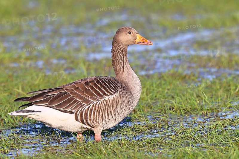 Greylag geese (Anser anser) on a bog, Dümmer, Lake Dümmer, Ochsenmoor, Hüde, Lower Saxony, Germany