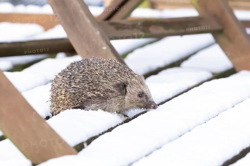 European hedgehog (Erinaceus europaeus) adult animal walking on snow covered garden decking in winter, England, United Kingdom