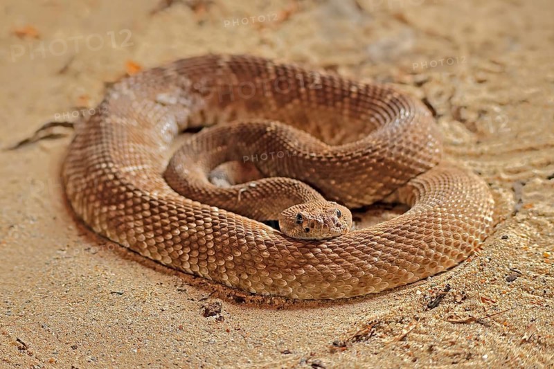 Red diamond rattlesnake (Crotalus ruber), adult, on ground, warming up, sunbathing, alert, California, North America, USA