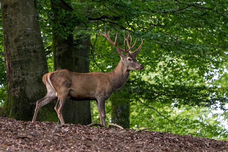 Red deer (Cervus elaphus), Vulkaneifel, Rhineland-Palatinate, Germany