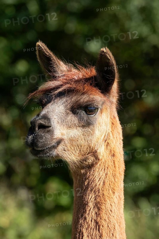 Close-up of a brown alpaca gazing intently into the distance on a sunny day, alpaca (Vicugna pacos), animal portrait, farm, captive, Denmark