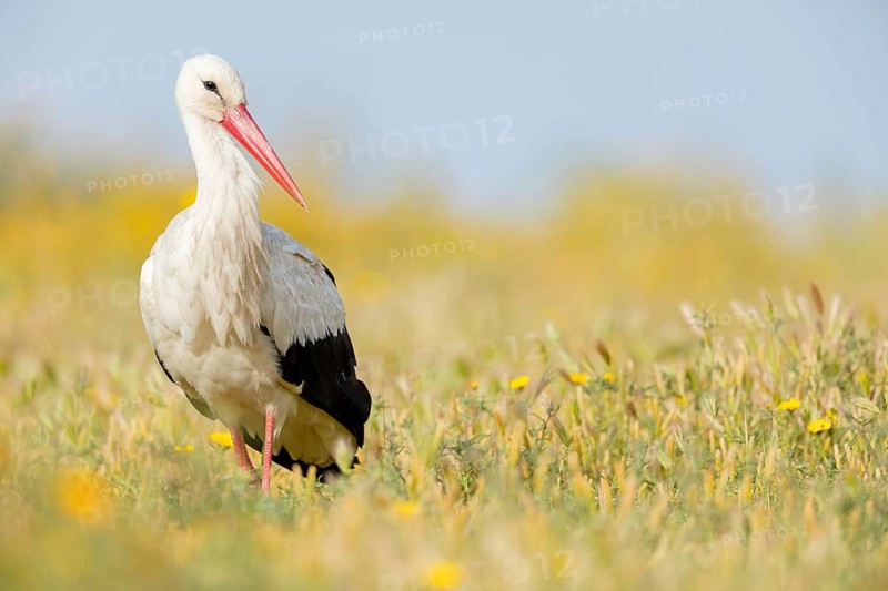 Weißstorch, White Stork, Ciconia ciconia, Cigogne blanche, Cigüeña Blanca, Cigüeña Común